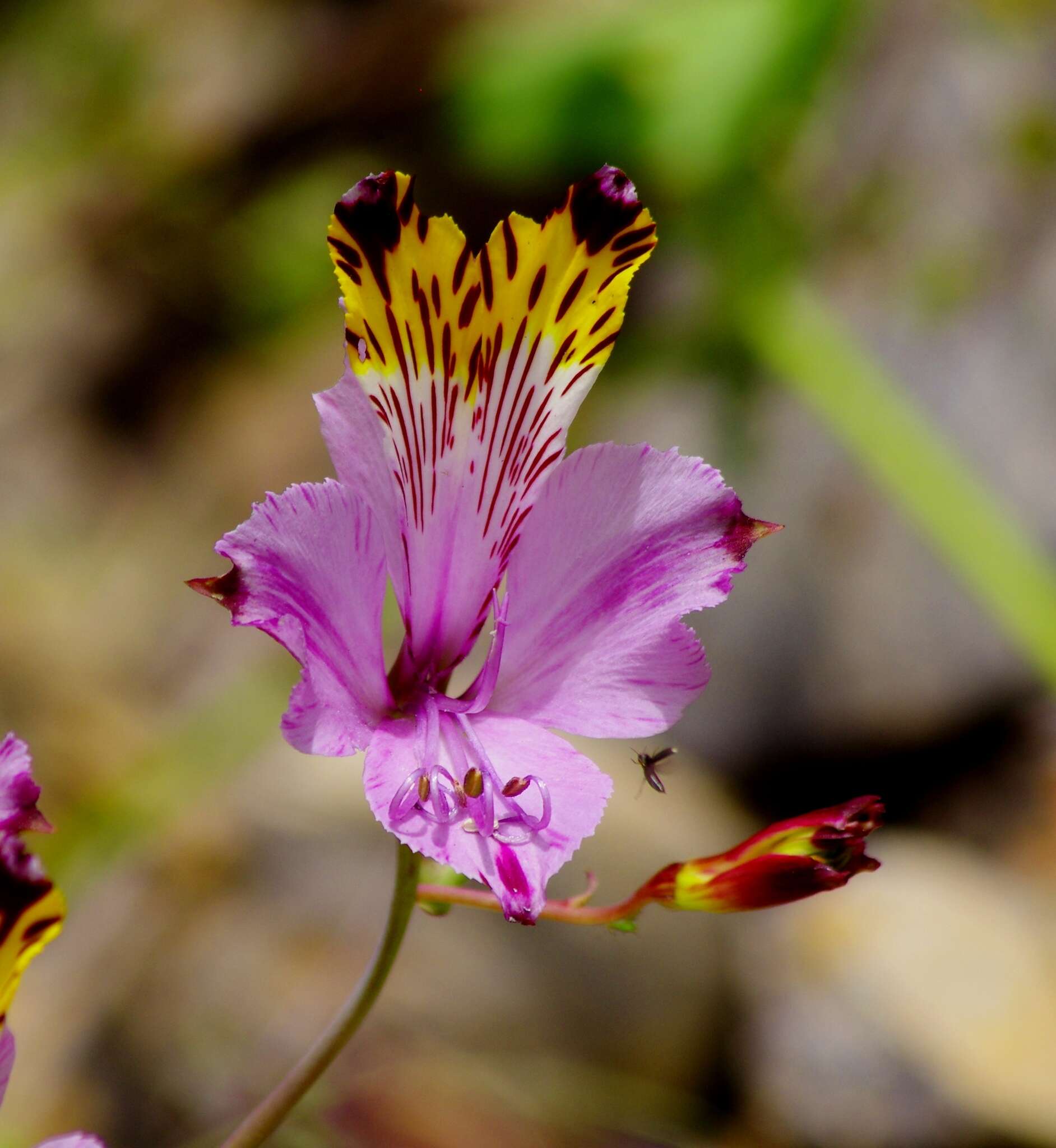 Image of Alstroemeria pulchra Sims