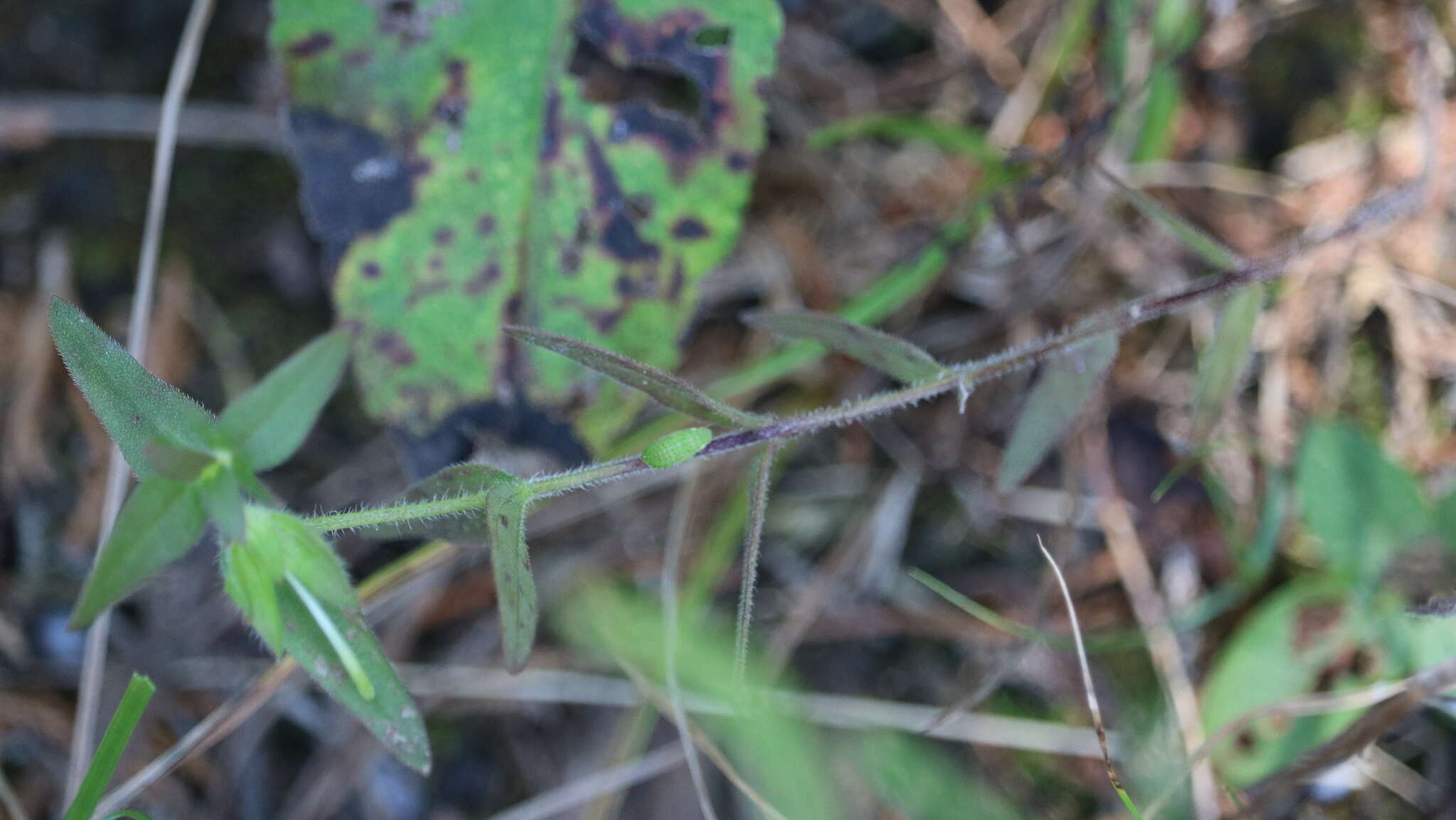 Image of earleaf false foxglove