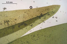 Image of antifever fontinalis moss