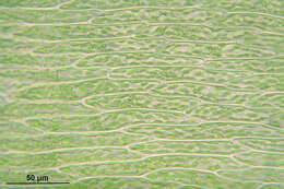 Image of antifever fontinalis moss