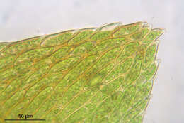 Image of antifever fontinalis moss