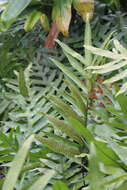 Image of Musk Fern