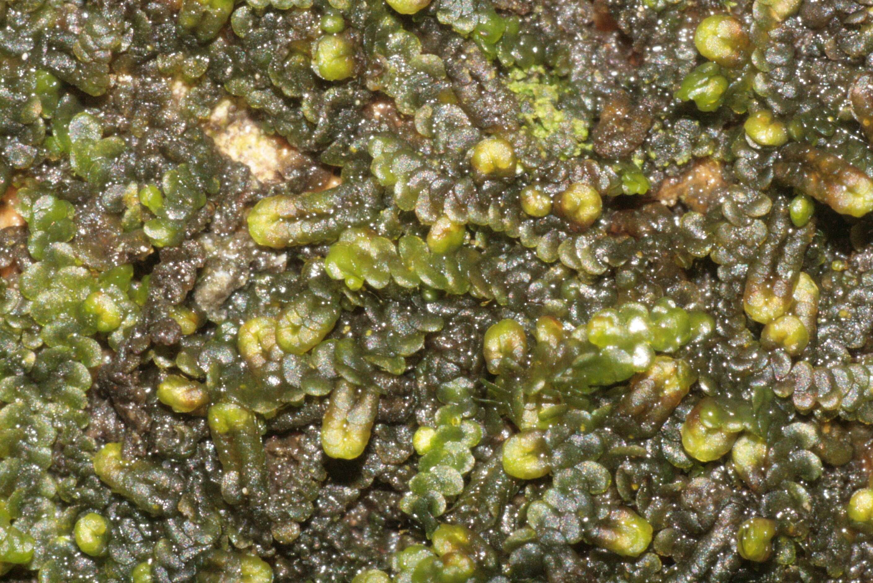 Image of dilated scalewort