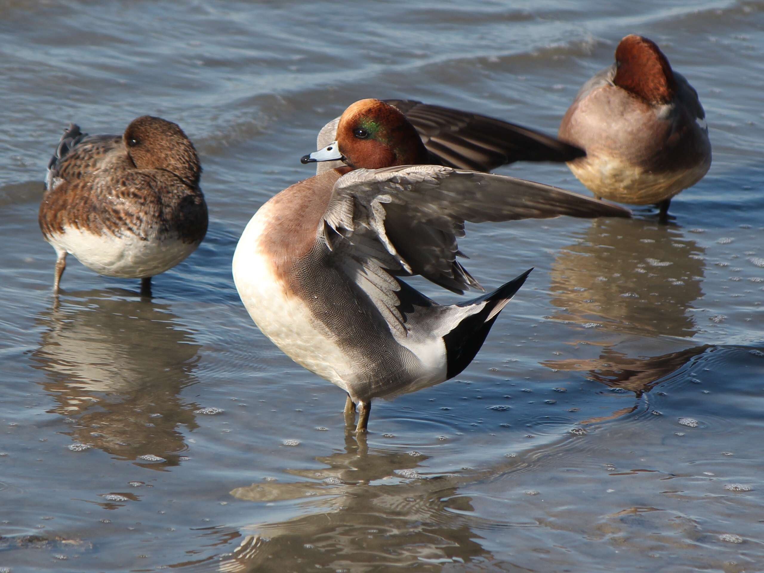 Image of Eurasian Wigeon