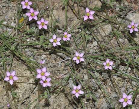 Image of Rhodalsine geniculata (Poir.) F. N. Williams