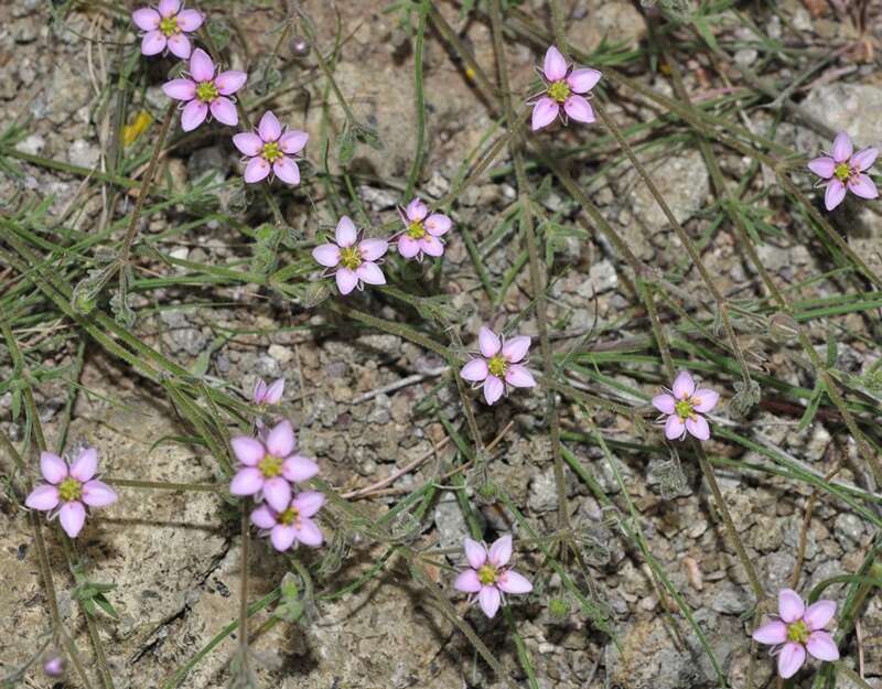 Слика од Rhodalsine geniculata (Poir.) F. N. Williams