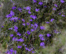 Image of Dampiera sacculata F. Müll. ex Benth.