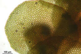 Image of dilated scalewort