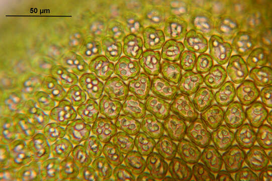 Image of dilated scalewort