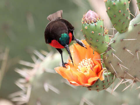 Image of Hunter's Sunbird