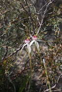 Image of Daddy-long-legs spider orchid