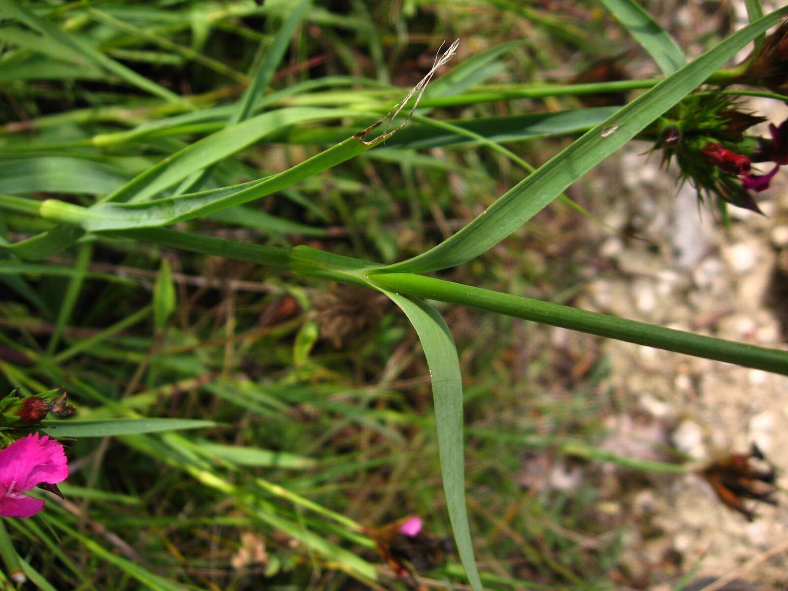 Image de Dianthus balbisii Ser.