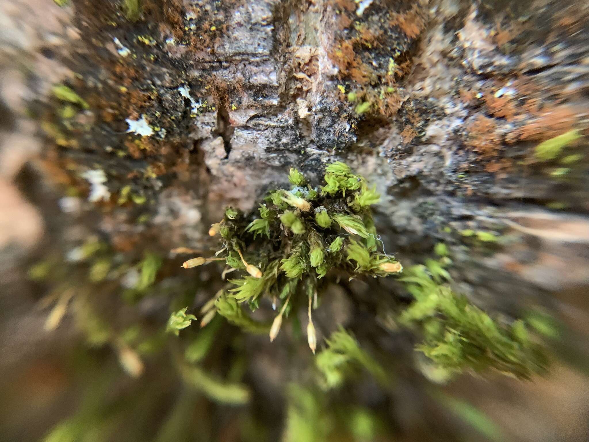 Image of <i>Orthotrichum columbicum</i>