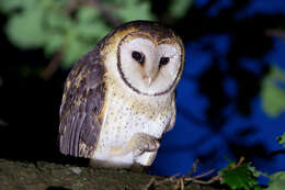 Image of Australian Masked Owl