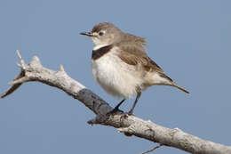 Image of White-fronted Chat