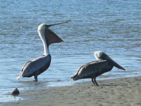 Image of Pelecanus occidentalis carolinensis Gmelin & JF 1789