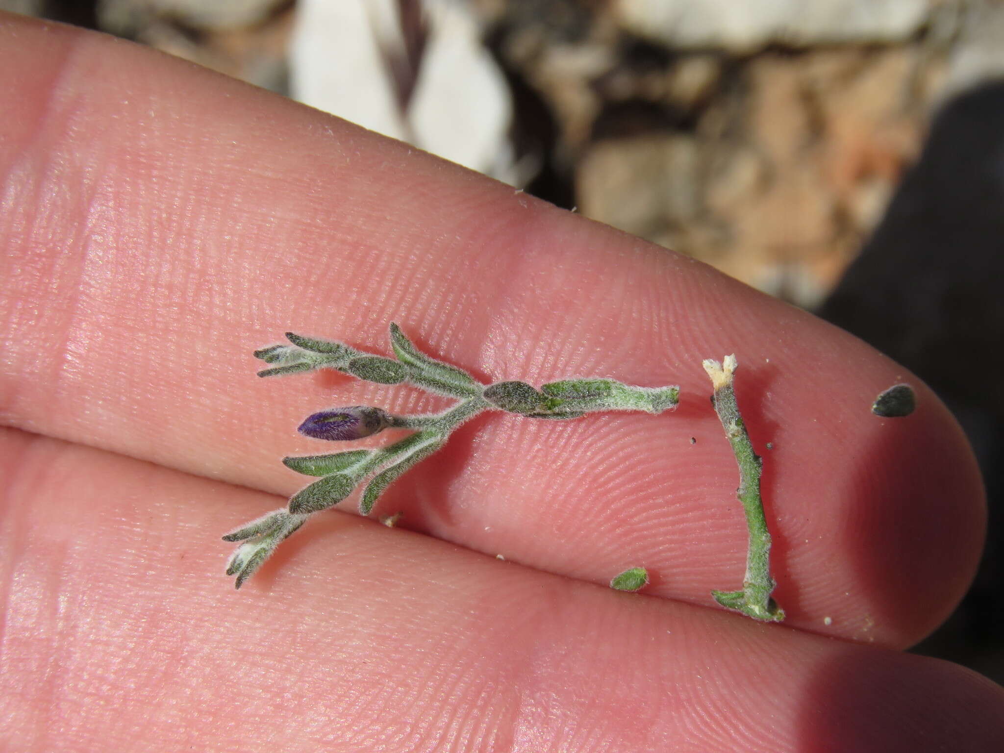 Image of glandleaf milkwort