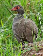 Image of Red-necked Francolin