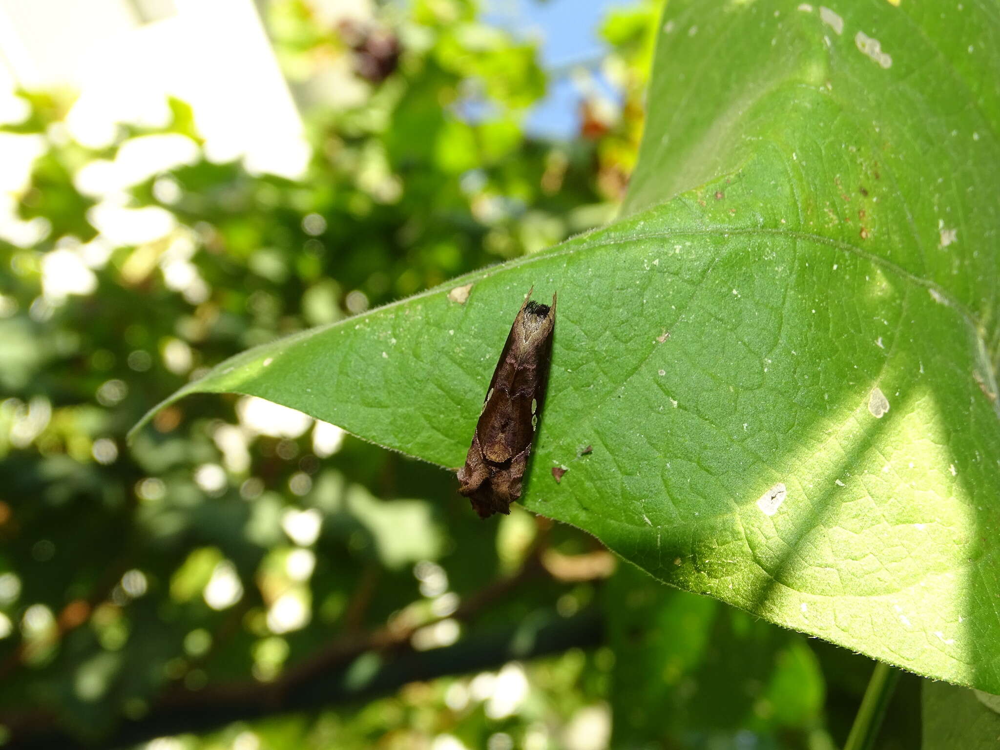 Image of Cutworm