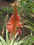 Image of candelabra aloe