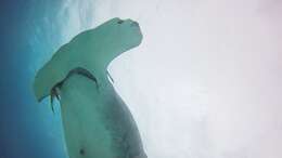 Image of Great Hammerhead