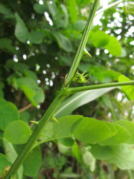 Image of Mimosa caesalpiniifolia Benth.