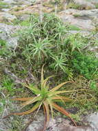 Image of candelabra aloe