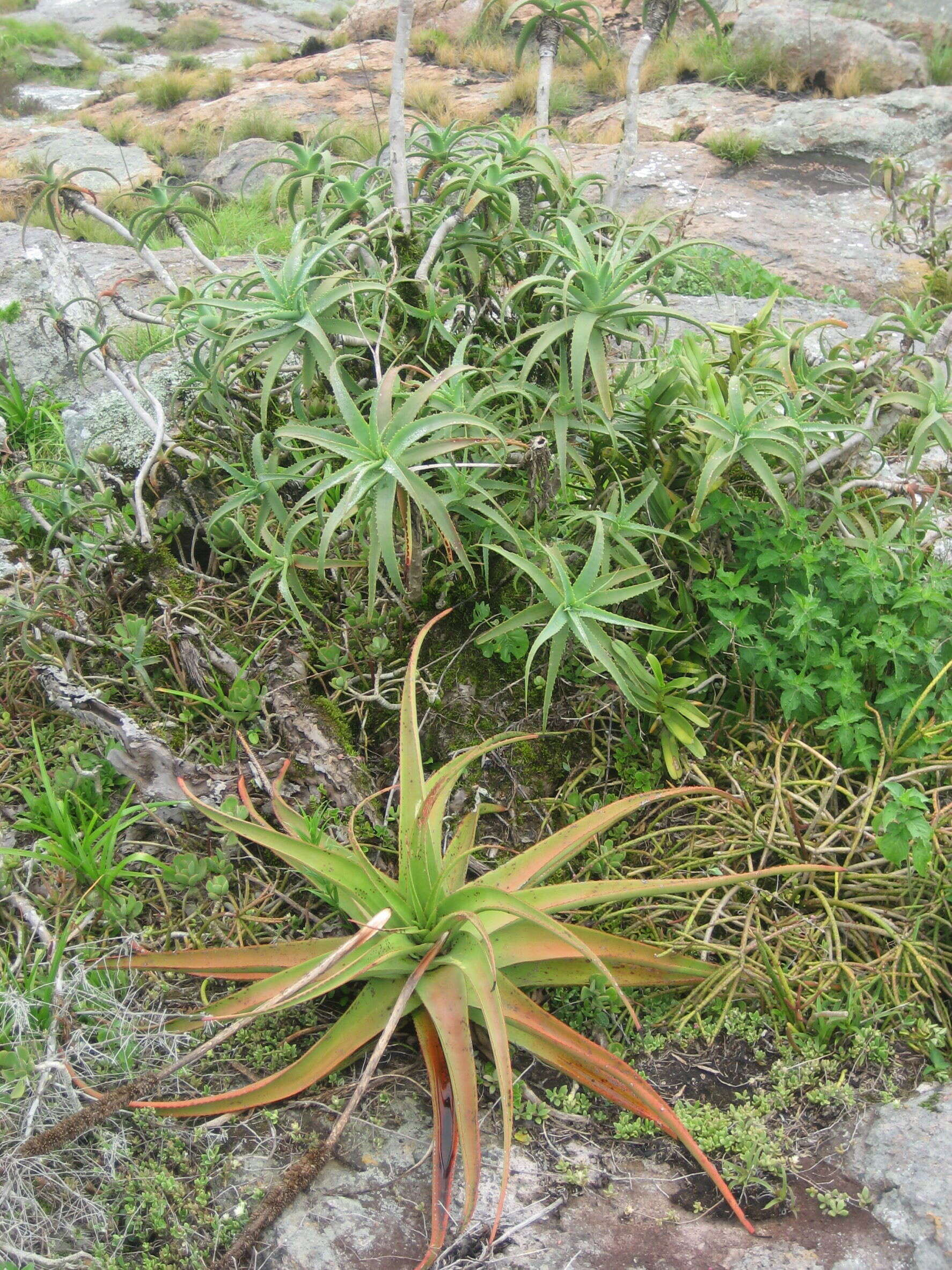 Image of candelabra aloe