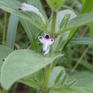 Imagem de Andrographis echioides (L.) Nees