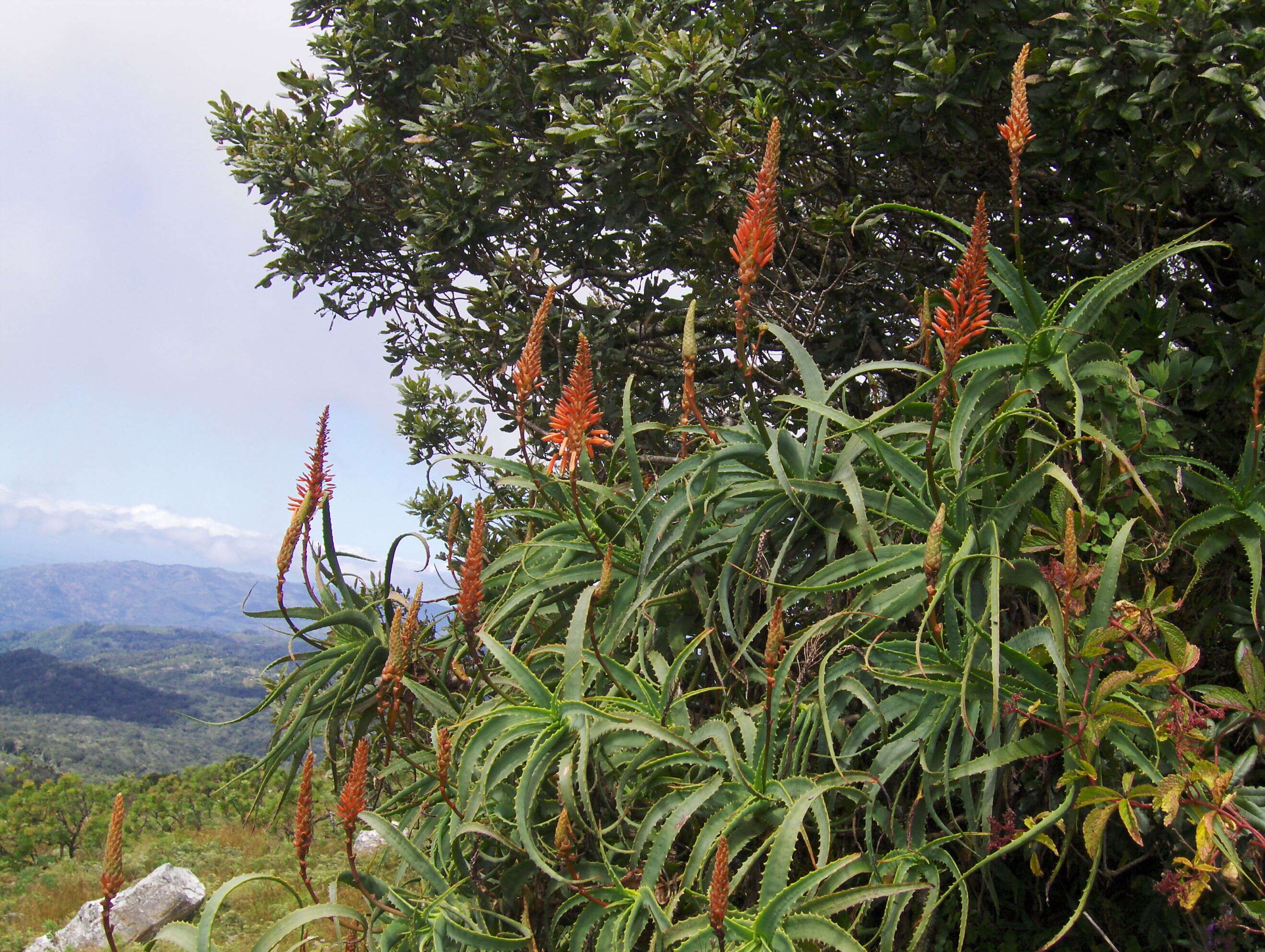 Image of candelabra aloe