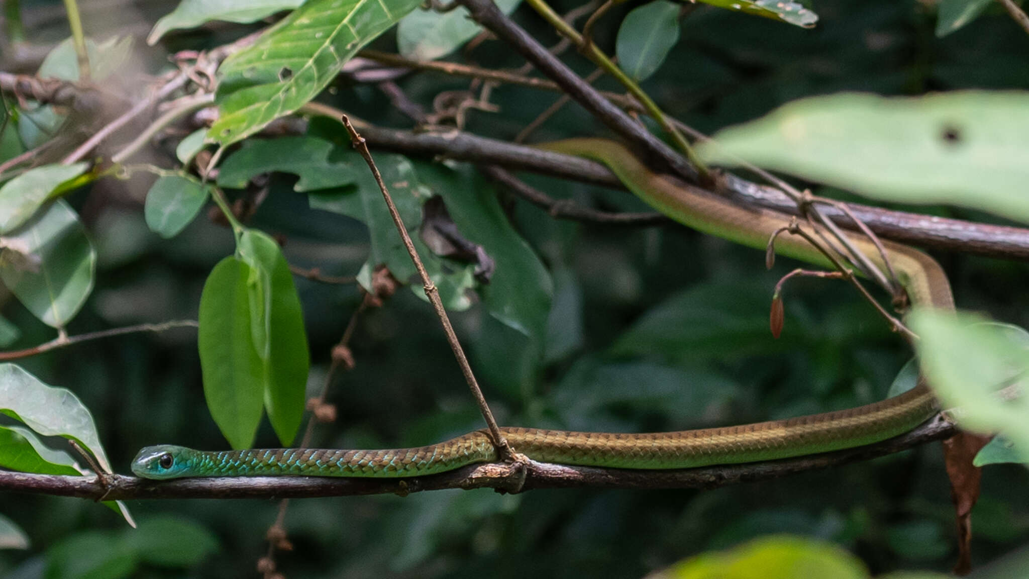 Image of Hughes' Green Snake