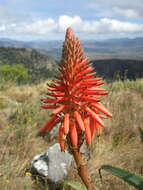 Image of candelabra aloe