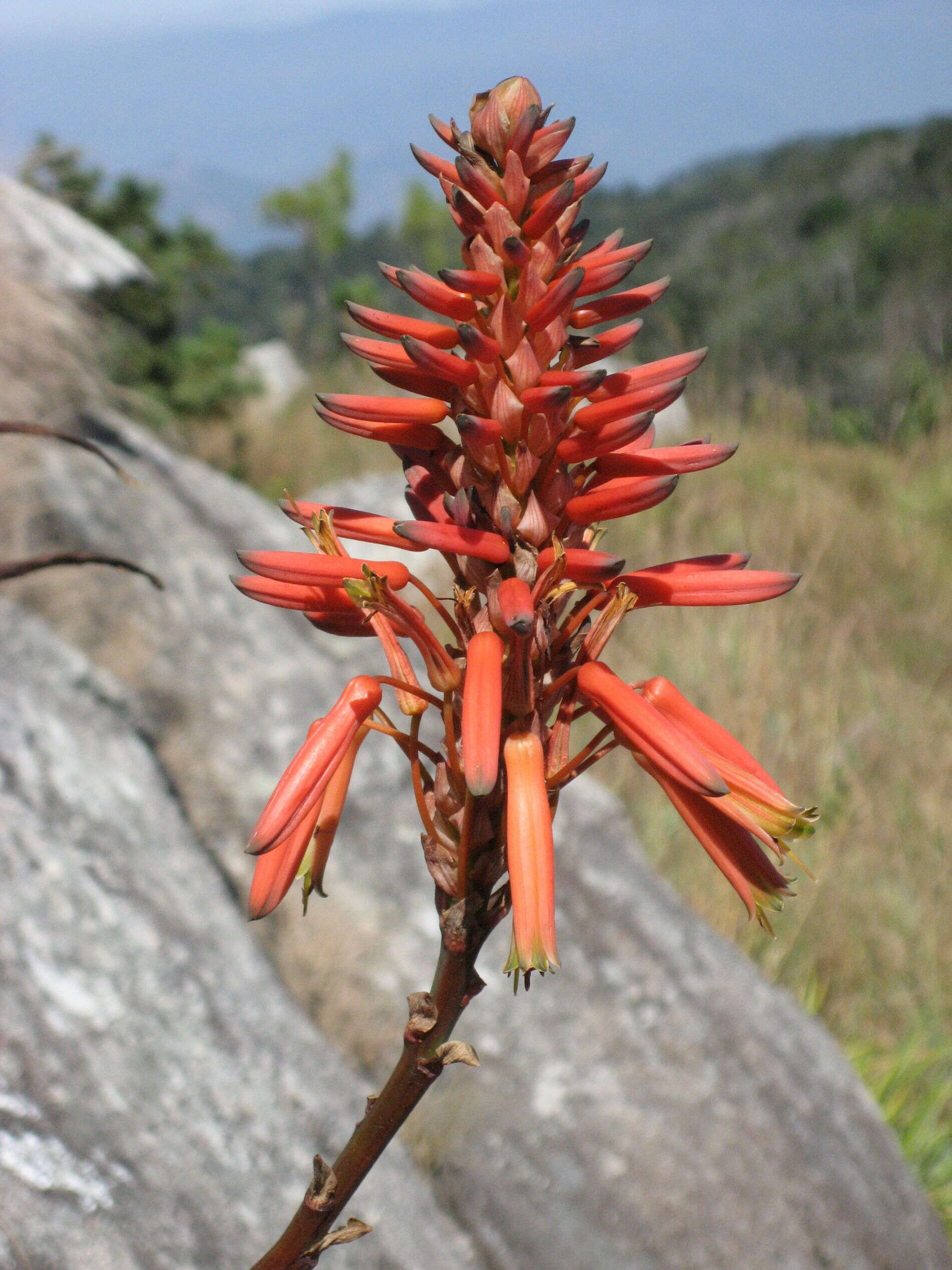 Image of candelabra aloe