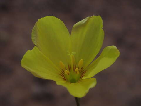 Image of sprucemont flax