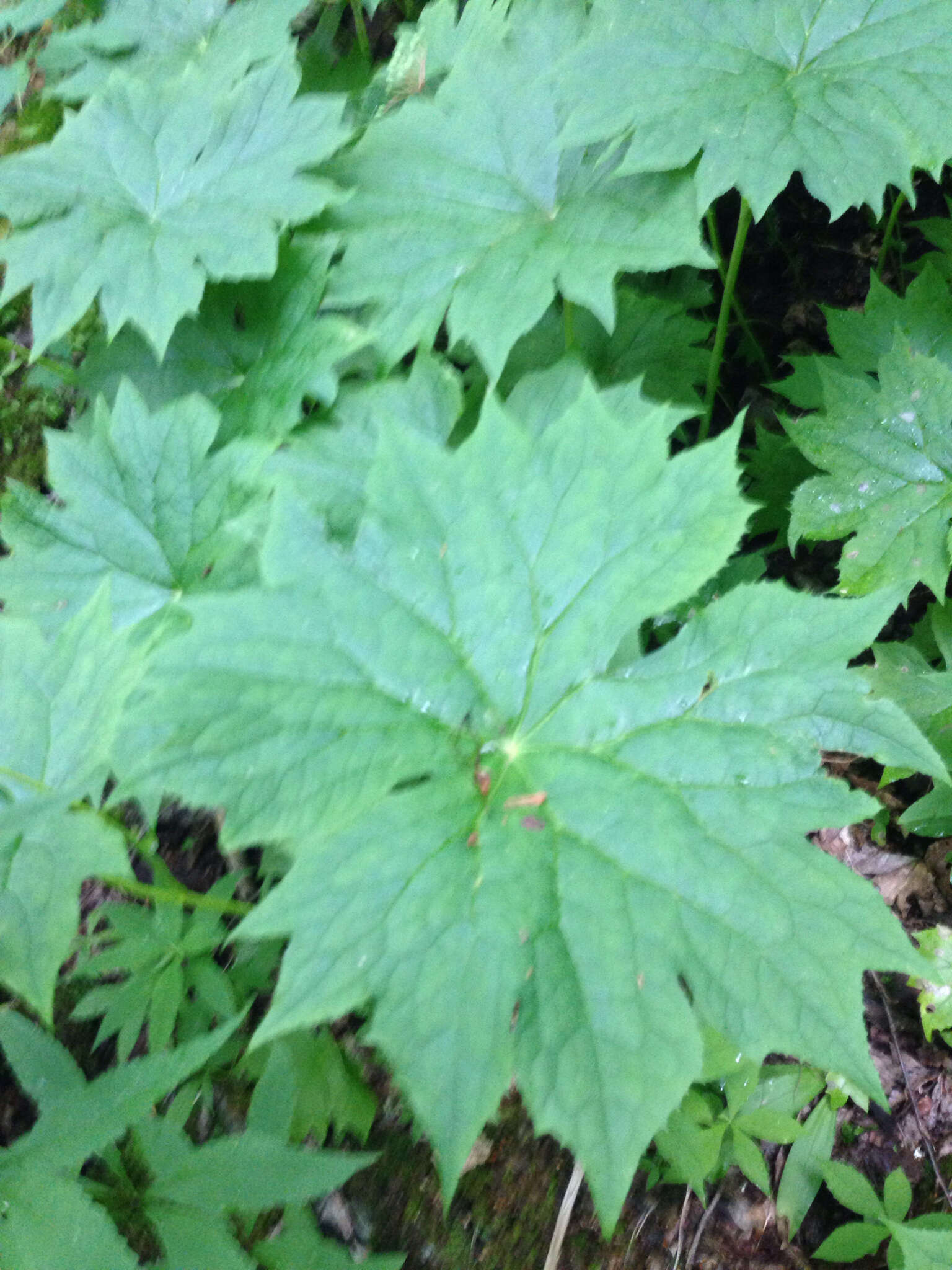 Image of American umbrellaleaf