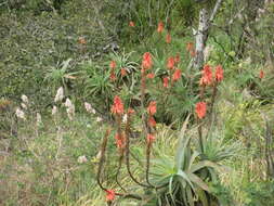 Image of candelabra aloe