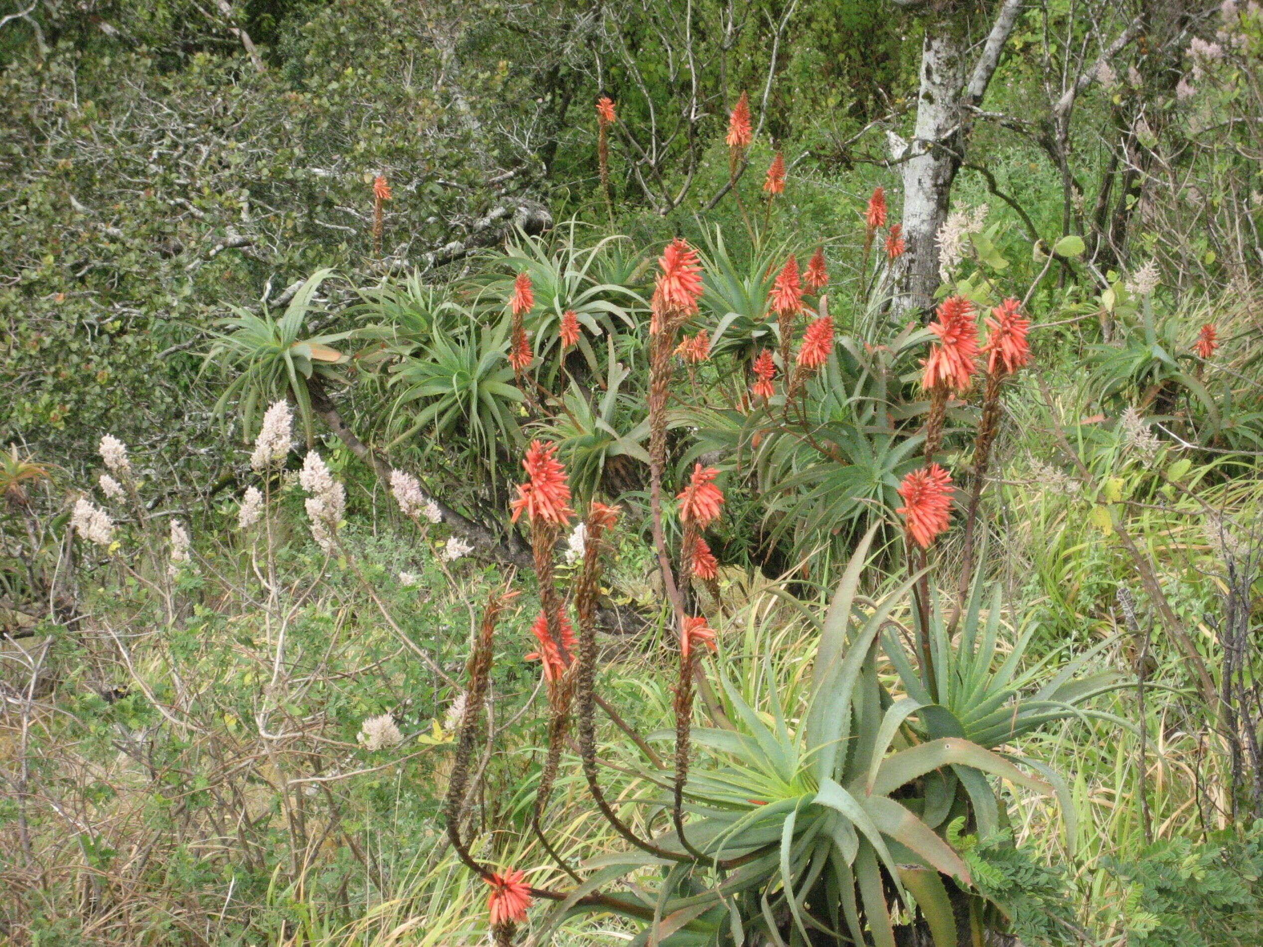 Image of candelabra aloe