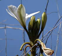 Image of Vanilla roscheri Rchb. fil.