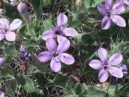 Image of Great Basin langloisia