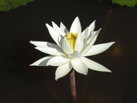 Image of Egyptian white water-lily