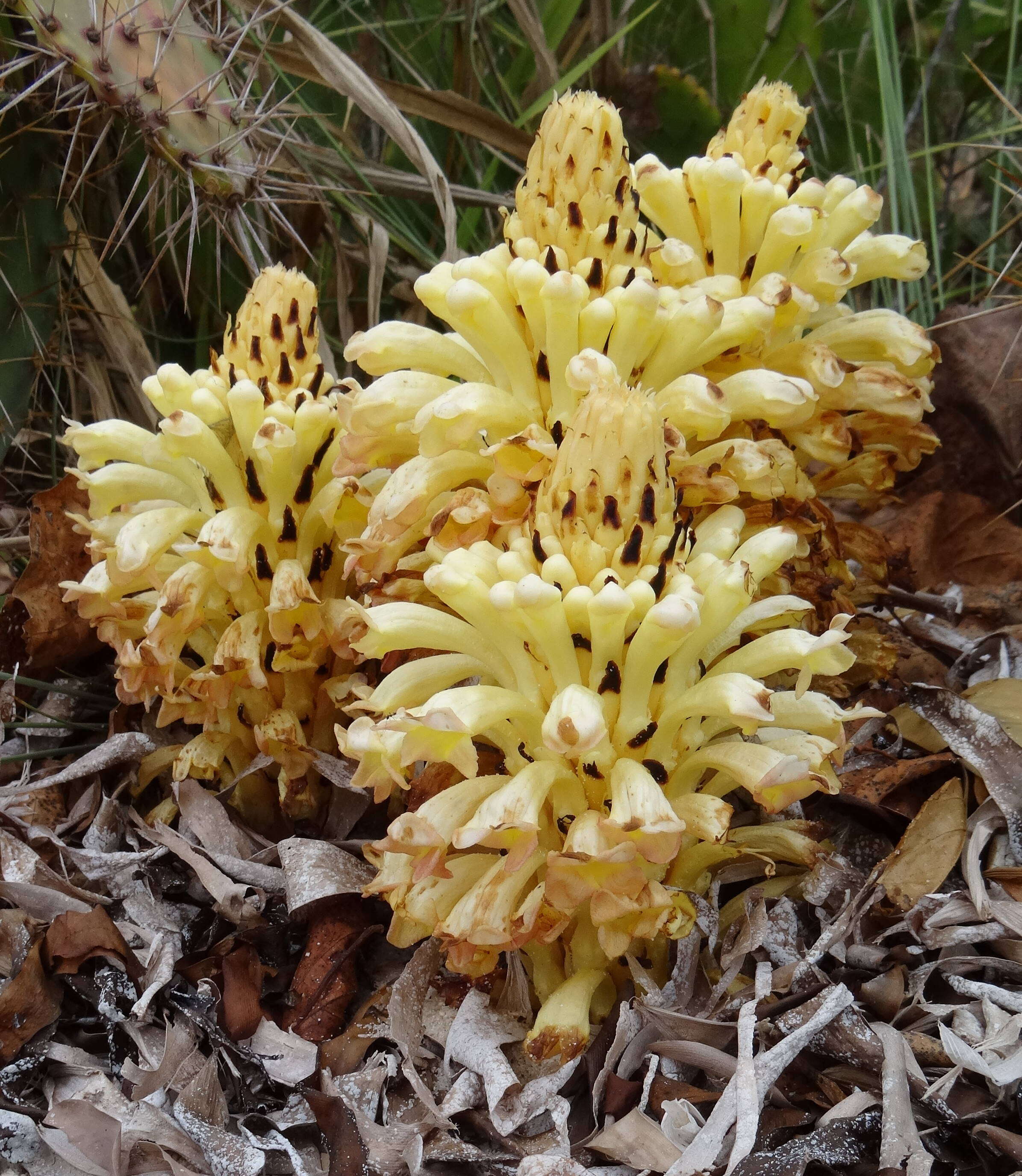 Image of Desert hyacinth