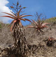 Image of Mountain aloe