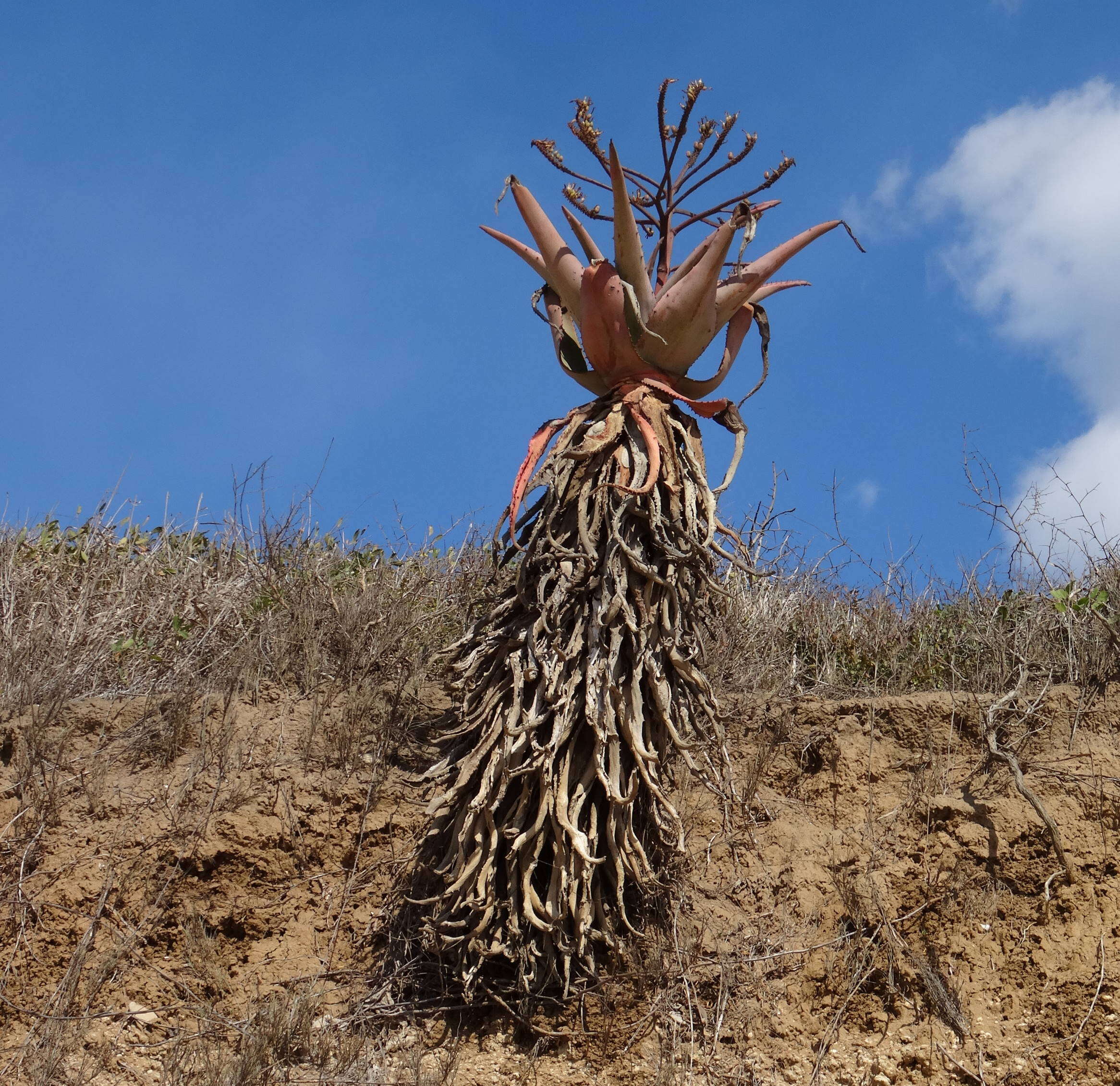 Image of Mountain aloe