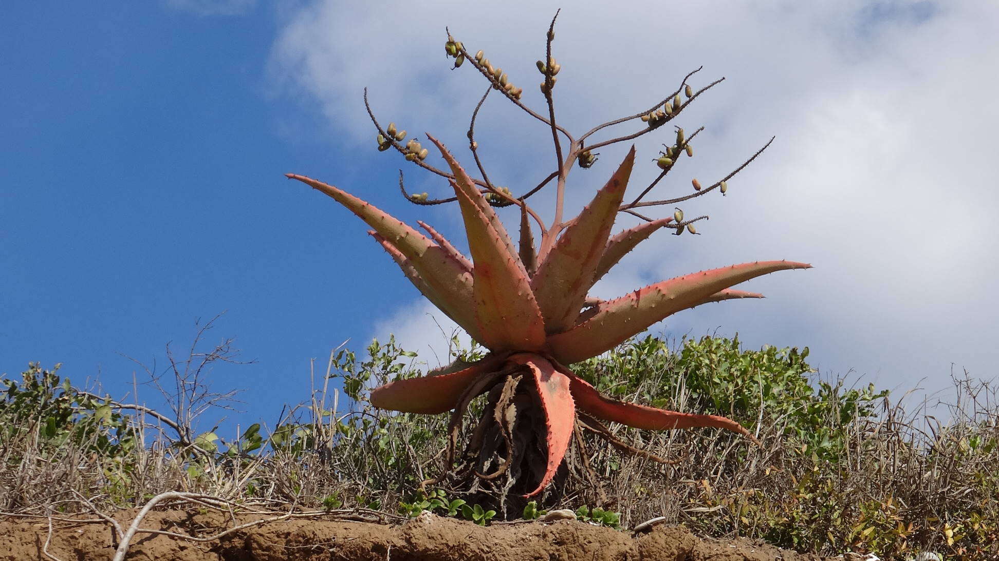 Image of Mountain aloe