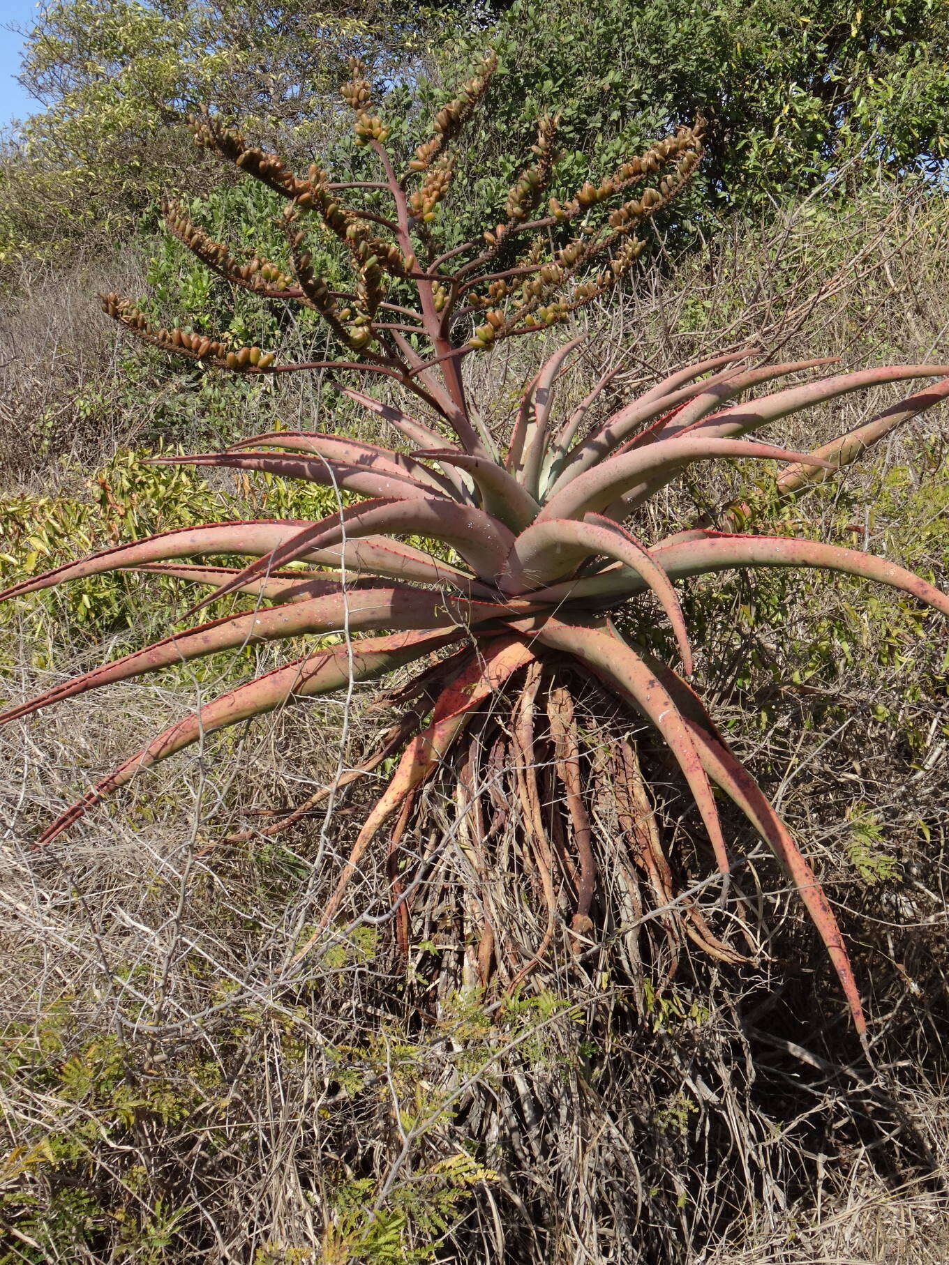 Image of Mountain aloe