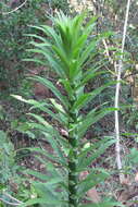 Image of Dracaena reflexa Lam.