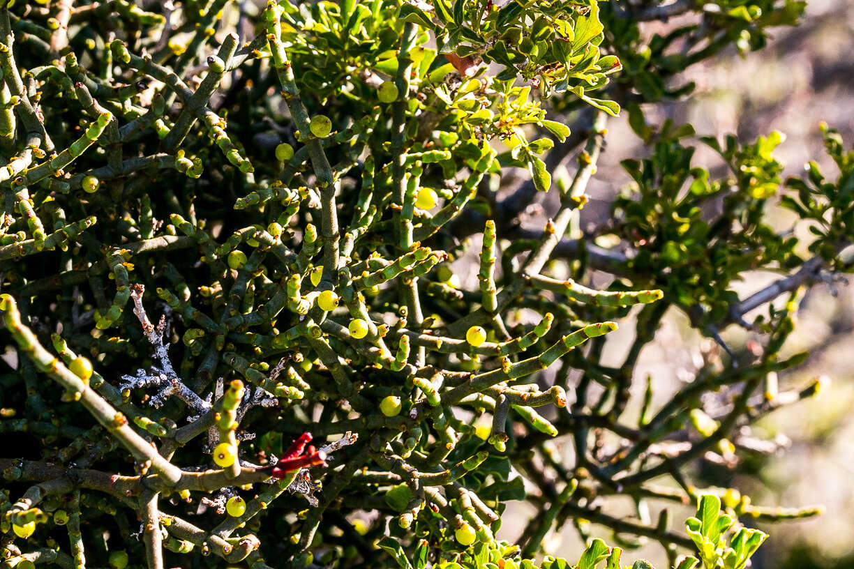 Image of Hooley Mistletoe