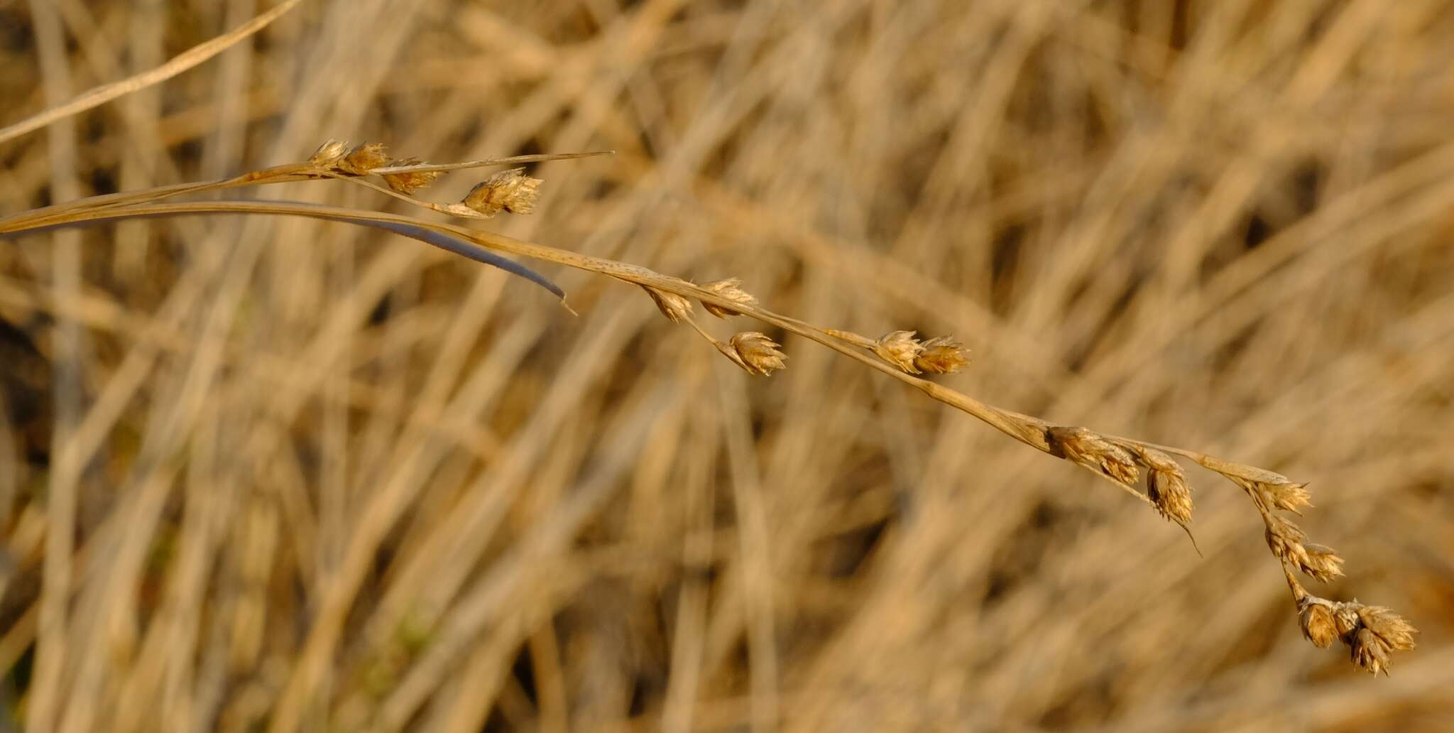 Image of Coleochloa pallidior Nelmes