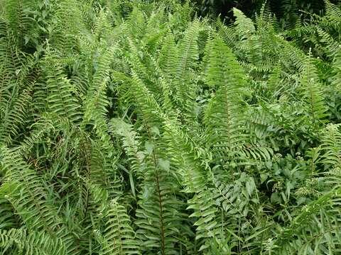 Image of giant swordfern