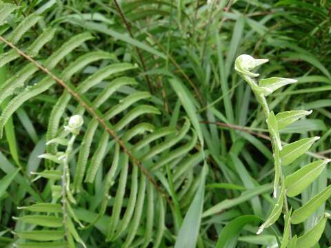 Image of giant swordfern